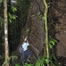 tree_kapok_la_v_0050_ecu0718.jpg